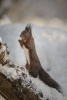 Red Squirrel in the Snow Journal - 150 Page Lined Notebook/Diary (Paperback) - Cool Image Photo