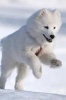 Gorgeous White Samoyed Dog Playing in the Snow Journal - 150 Page Lined Notebook/Diary (Paperback) - Cs Creations Photo