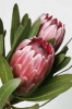 Protea Aka Bearded Sugarbushes Flower Journal - 150 Page Lined Notebook/Diary (Paperback) - Cool Image Photo