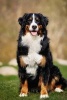 Bernese Mountain Dog Journal - 150 Page Lined Notebook/Diary (Paperback) - Cs Creations Photo