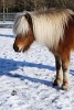 Icelandic Horse Journal - 150 Page Lined Notebook/Diary (Paperback) - Cs Creations Photo