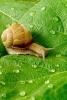 A Snail Crawling Across a Leaf with Morning Dew Drops - Blank 150 Page Lined Journal for Your Thoughts, Ideas, and Inspiration (Paperback) - Unique Journal Photo