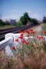 Vivid Red Poppies by the Train Track - Blank 150 Page Lined Journal for Your Thoughts, Ideas, and Inspiration (Paperback) - Unique Journal Photo