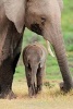 African Elephant Mother with Her Baby Calf Journal - 150 Page Lined Notebook/Diary (Paperback) - Cs Creations Photo