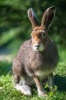 Say Hello to the Mountain Hare Journal - 150 Page Lined Notebook/Diary (Paperback) - Cool Image Photo