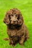 Boykin Spaniel -  Dog Journal/Notebook/Diary (Paperback) - Artified Pets Photo