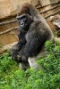 Western Lowland Gorilla Journal - 150 Page Lined Notebook/Diary (Paperback) - Cool Image Photo