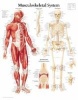 Musculoskeletal System (Poster) - Scientific Publishing Photo