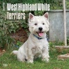 West Highland White Terriers 2017 Square (Calendar) - Inc Browntrout Publishers Photo