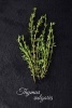 Fresh Green Thyme (Thymus Vulgaris) Herb and Spice Journal - 150 Page Lined Notebook/Diary (Paperback) - Cs Creations Photo