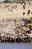 Great Migration of Wildebeest and Zebra at Mara River Journal - 150 Page Lined Notebook/Diary (Paperback) - Cool Image Photo