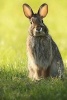 Bunny Rabbit Journal (Paperback) - Dibiasio Publications Photo