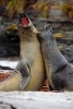 Elephant Seals Fighting or Singing a Duet (Your Choice) Journal - 150 Page Lined Notebook/Diary (Paperback) - Cool Image Photo