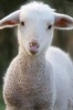 Little Baby Lamb Wants to Know If You've Seen Mary Journal - 150 Page Lined Notebook/Diary (Paperback) - Cool Image Photo