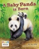 A Baby Panda is Born (Paperback) - Jay Dale Photo