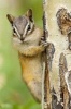 Eastern Chipmunk Journal - 150 Page Lined Notebook/Diary (Paperback) - Cool Image Photo