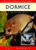 Dormice - A Tale of Two Species (Paperback, 2nd Revised edition) - Pat Morris Photo