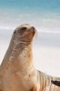 A Galapagos Sea Lion Poses for You Journal - 150 Page Lined Notebook/Diary (Paperback) - Cool Image Photo