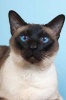 Say Hello to the Siamese Cat Journal - 150 Page Lined Notebook/Diary (Paperback) - Cool Image Photo