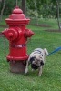 Pug Dog Watering the Fire Hydrant Journal - 150 Page Lined Notebook/Diary (Paperback) - Cool Image Photo