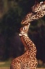 An Affectionate Mother and Baby Giraffe African Animal Journal - 150 Page Lined Notebook/Diary (Paperback) - Cs Creations Photo