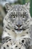 Snow Leopard Is Not Amused Journal - 150 Page Lined Notebook/Diary (Paperback) - Cs Creations Photo