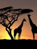 Jumbo Oversized Silhouettes of Two Giraffe's in Kenya College Ruled - Blank 150 Page Lined Journal for Your Thoughts, Ideas, and Inspiration (Paperback) - Unique Journal Photo