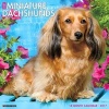 Just Mini Dachshunds (Calendar) - Willow Creek Press Photo