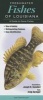 Freshwater Fishes of Louisiana - A Guide to Game Fishes (Poster) - Joseph R Tomelleri Photo