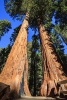 Walking Among the Giant Redwood Trees Journal - 150 Page Lined Notebook/Diary (Paperback) - Cs Creations Photo