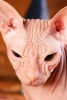 Sphinx Cat Looks Like an Alien Journal - 150 Page Lined Notebook/Diary (Paperback) - Cool Image Photo