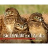 Bird Wildlife of Aruba (Hardcover) - Gregory Peterson Photo