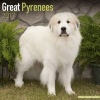 Great Pyrenees Calendar 2017 (Paperback) - Avonside Publishing Ltd Photo