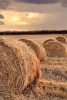 Straw Field Journal (Paperback) - Dibiasio Publications Photo