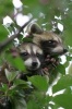 Two Cute Little Baby Raccoons Up in a Tree Journal - 150 Page Lined Notebook/Diary (Paperback) - Cs Creations Photo