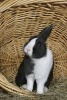 Netherland Dwarf Rabbit in a Basket Journal - 150 Page Lined Notebook/Diary (Paperback) - Cool Image Photo