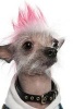 Punk Puppy - Chinese Crested Dog with a Pink Mohawk Journal: 150 Page Lined Notebook/Diary (Paperback) - Cs Creations Photo