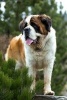 Adorable St. Bernard Dog Journal - 150 Page Lined Notebook/Diary (Paperback) - Cs Creations Photo