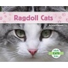 Ragdoll Cats (Hardcover) - Grace Hansen Photo