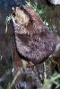 A Beaver at Water's Edge in Montana - Blank 150 Page Lined Journal for Your Thoughts, Ideas, and Inspiration (Paperback) - Unique Journal Photo