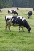 Grazing Black and White Cows on Terceira Island Azores Portual Journal - 150 Page Lined Notebook/Diary (Paperback) - Cs Creations Photo