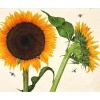 Quicknotes Botanicals (Cards) -  Photo