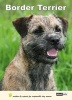 Border Terrier (Paperback) -  Photo