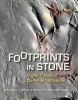 Footprints in Stone - Fossil Traces of Coal-Age Tetrapods (Paperback, 2nd) - Ronald J Buta Photo