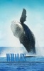 Whales Pocket Monthly Planner 2017 - 16 Month Calendar (Paperback) - David Mann Photo