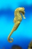 A Bright Yellow Seahorse (Genus Hippocampus) Journal - 150 Page Lined Notebook/Diary (Paperback) - Cs Creations Photo