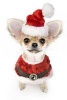 A Christmas Chihuahua or Senor Santa Claus - Blank 150 Page Lined Journal for Your Thoughts, Ideas, and Inspiration (Paperback) - Unique Journal Photo