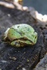 A Little Green Frog on Its Own in the Forest - Blank 150 Page Lined Journal for Your Thoughts, Ideas, and Inspiration (Paperback) - Unique Journal Photo