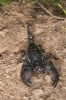 Emperor Scorpion (Pandinus Imperator) in Accra Ghana Journal - 150 Page Lined Notebook/Diary (Paperback) - Cool Image Photo