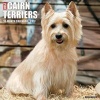 Just Cairn Terriers (Calendar) - Willow Creek Press Photo